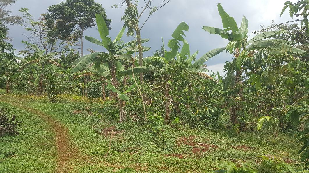 A picture of PLOTS IN MUKONO KATOSI ROAD KISOGA TOWN