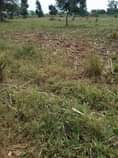 A picture of 50 fertile acres on sale all at 475m it s
