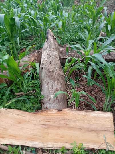 A picture of Firewood