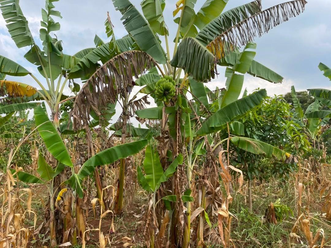 uganda plots