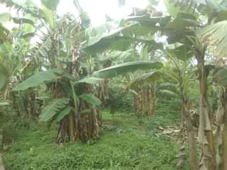 A picture of 3 FERTILE ACRES FOR SALE IN NAKASEKE KIVUMU 15M PER
