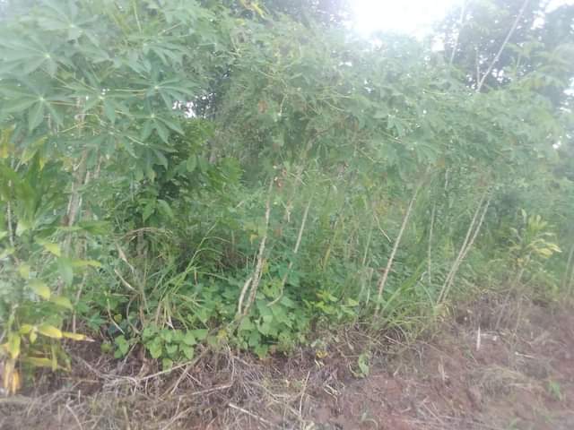 A picture of Plot 50 by 100