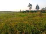 A picture of PLOTS FOR SALE STARTING FROM 2 3 MILLION UGX 50
