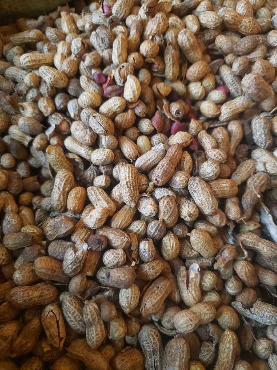 A picture of Gnuts and all it s products