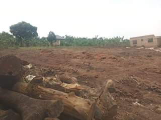 A picture of 8.5m Plot size 83by30ft with land title located at matugga