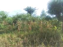 A picture of Plot in Mbale busiu
