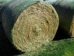 A picture of Top ALFALFA LUCERNE HAY In Bales and pellets at best
