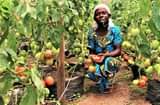 A picture of HABWA INKUNGA M UBUHINZI N UBWOROZI