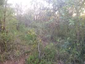 A picture of Shamba la eka 20 linauzwa shamba hili lipo hapa Kijiji