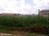 A picture of HOT DEAL PLOT BEHIND NKUMBA UNIVERSITY FOR SALE 25 decimals