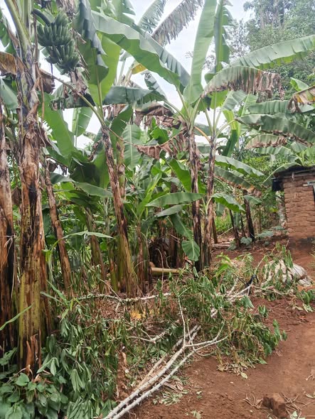 A picture of Plot
