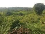 A picture of Plot size 100by85ft fram land on sale 4m located at
