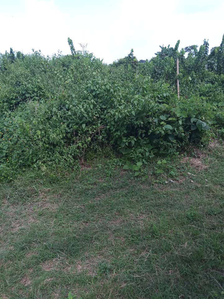 A picture of 2plots of land in lagos