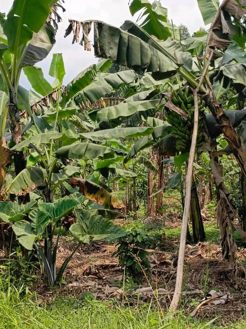 uganda plots