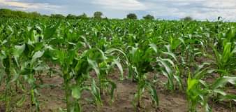 A picture of Shamba linauzwa Kiwangwa heka 50