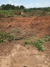 A picture of Matugga gombe Quick sale16.5m busubuzi price 16.5m money needed before