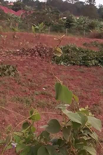 A picture of Plot of Land for sale Price 25millions