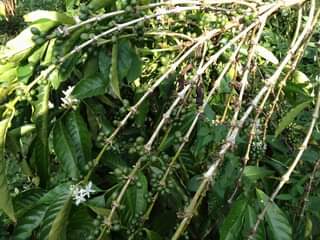 A picture of 1 FERTILE ACRE FOR SALE IN NAKASEKE KAPEEKA BUKAKALA VILLAGE