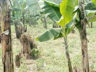 A picture of Land