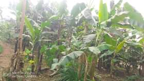 A picture of Quick plot for sale in Matugga Kavule town very near