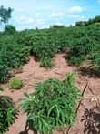 A picture of X mas offer 6 arces for sale at kireka nakasongora