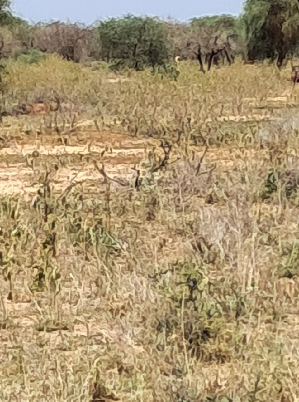 agricultural