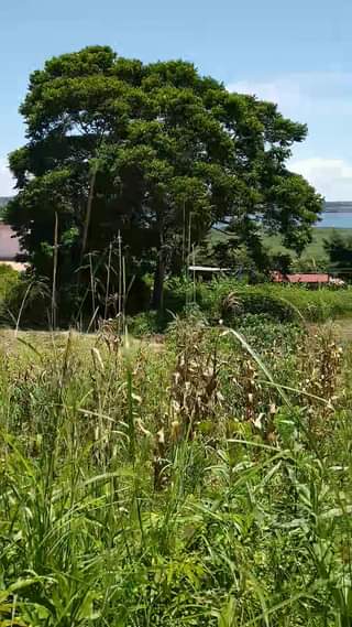 houses entebbe