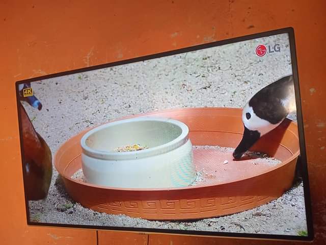 A picture of Zola tv40