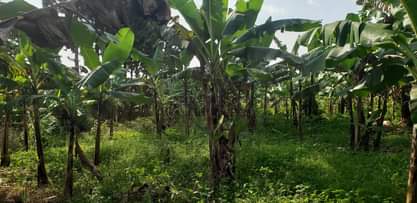 A picture of Bulondo off
