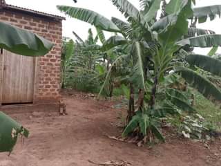 A picture of PLOT 100 100FT FOR SALE IN NAKASEKE KAPEEKA
