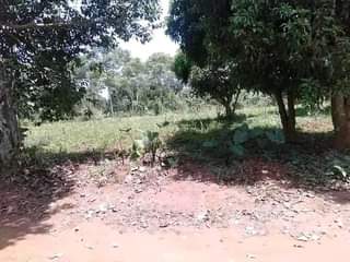 Ssentumbwe B.