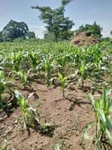 A picture of 8acres at 76m 14km from kikyusa trading center