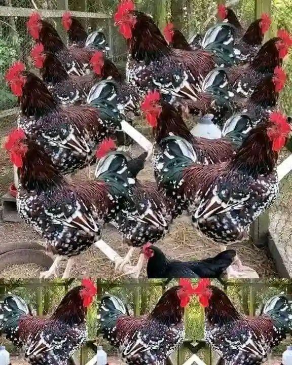 poultry