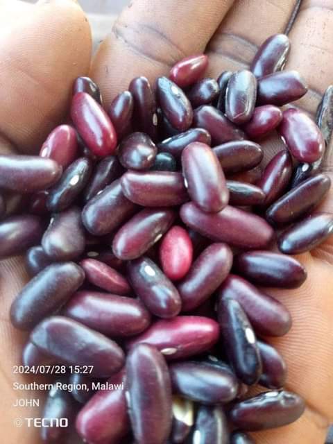 Malawi F.