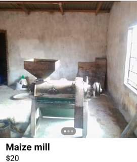 maize