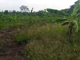 A picture of 4arces for sale its kabaka s land 36m