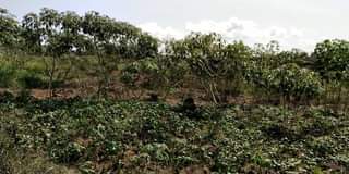 A picture of Quick deal 2 TWO ACRES FOR SALE Location Entebbe city