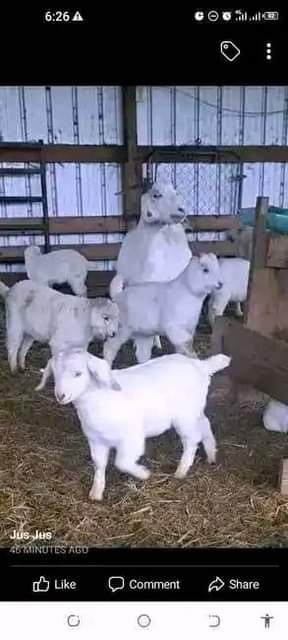 A picture of FEW GOATS REMAINING FOR GRAB WITH FREE DELIVERIES DONE ACROSS