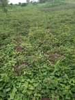 A picture of 15 fertile acres on sale all at 157 5m 10