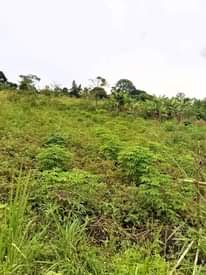 A picture of Land