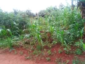 A picture of 30ft X 72ft Residential Plot available on Sale at MUKONO