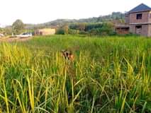 A picture of Gayaza Bugema near university
