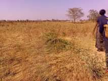 mwembeshi