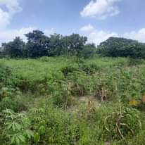 A picture of SHAMBA LA EKARI 3 LINAUZWA FUKAYOSI BAGAMOYO