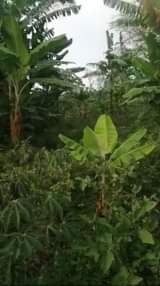 A picture of Plot Farm Fir Sale