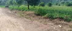 A picture of 3 fertile acres on sale all at 115m on main