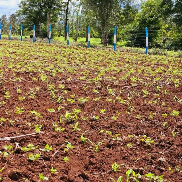 makutano plots