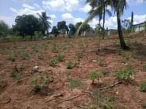 A picture of Plot for sale