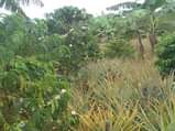 A picture of 2 acres of kibanja on sale Location kabanyi luwero district