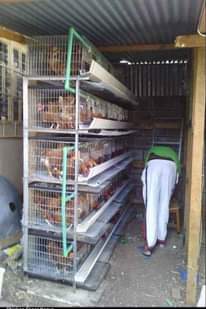 A picture of Chicken Battery Cages
